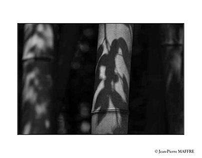 Japon : Bambouseraie d'Arashiyama en noir et blanc