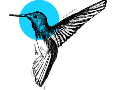 Colibrí/ hummingbird