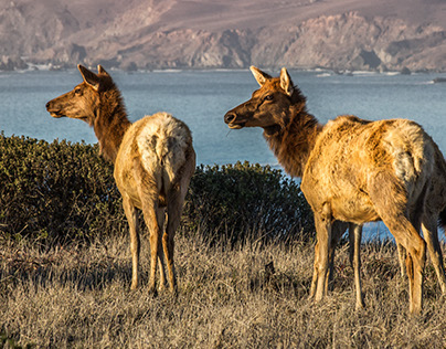 The Majestic Elk of Point Reyes