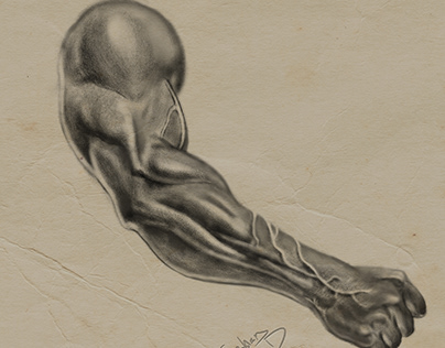 Muscular Arm Practice 2024 03 04