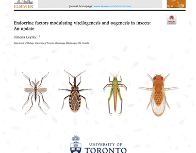 Neuroendocrine and vitelogenesis insect