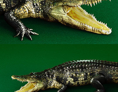3D Crocodile - Illustration