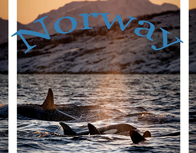 Norway Orcas