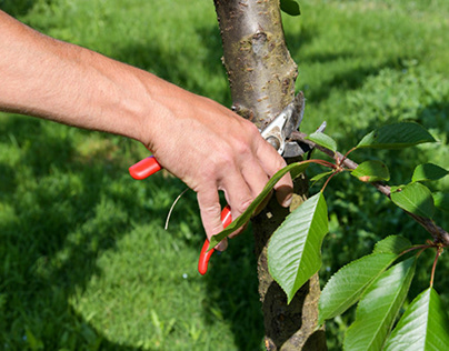 Tree Maintenance under Maryland Law