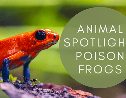 Animal Spotlight: Poison Frogs