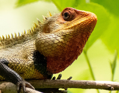Reptile Lizard Photography Projects | Photos, videos, logos, illustrations  and branding on Behance