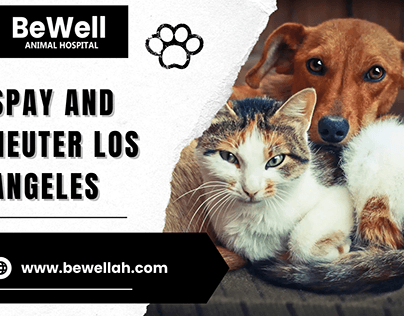 Professional Spay and Neuter Services in Los Angeles