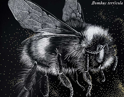 Bumblebee, Bombus terricola