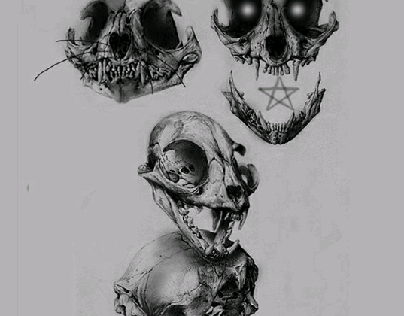 cráneo gato