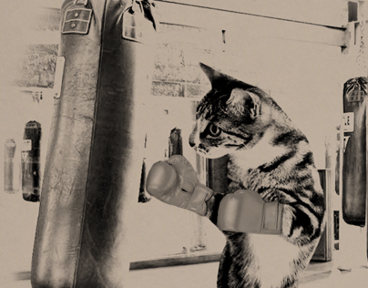 Photoshop Fun - boxing cat