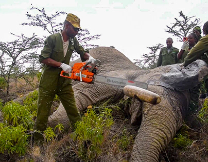 Mitigating Human-Wildlife conflict: Elephant De-tusking