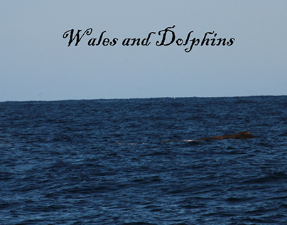 Wales and Dolphins