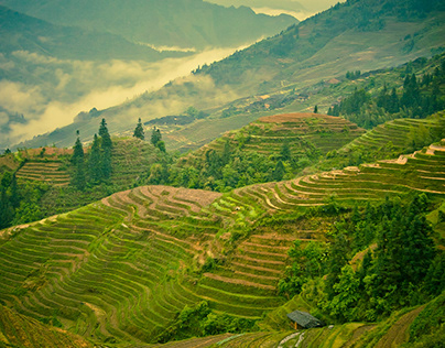 Rice terraces of Longsheng
