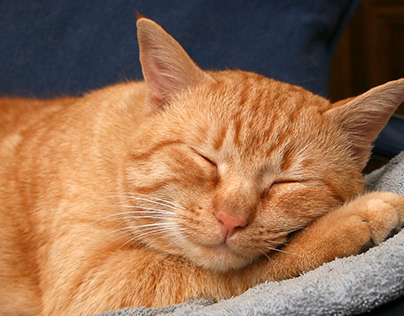 The British Shorthair Cat: A Charming Companion