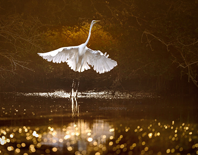 Great egret takes off in the golden light.