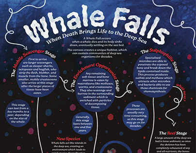 Whale Falls Infographic (Uni)