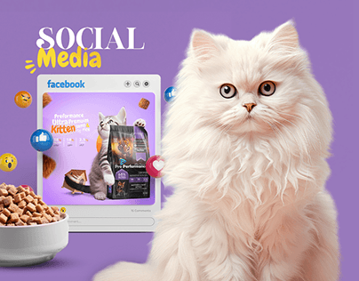 Kitten Food Social Media