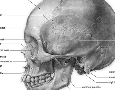Annotated Human Skull Illustration