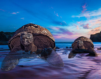 Turtle Manipulation on Photoshop