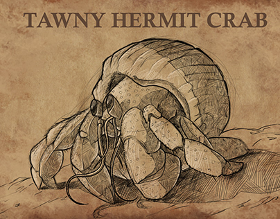 Animal Tawny Hermit Crab