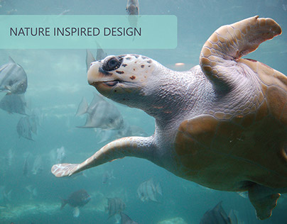 Nature Inspired Design - Loggerhead Turtle