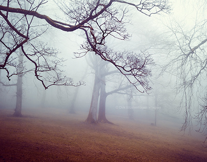 Gnarly Trees in Mist