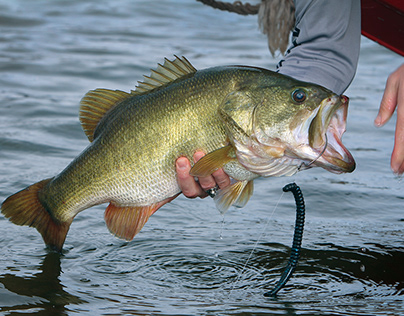 Bass Fishing Tip - Match the Hatch