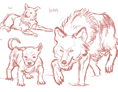 Sketching session - Dogs and Wolves