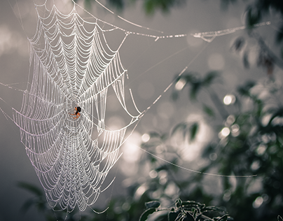 Nature Photography: Spiderwebs
