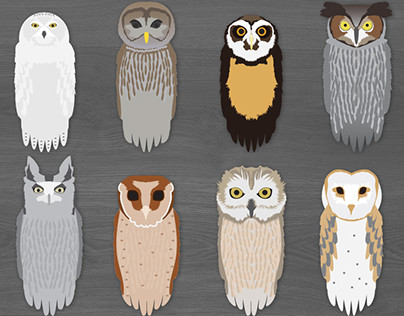 Owl Illustration Set