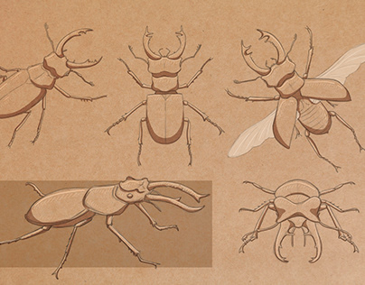 A STUDY Entomology - insects