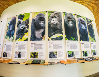 Project thumbnail - Dian Fossey Gorilla fund, Rwanda: Interactive Education