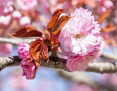 Cherry Blossom / Japanse Sierkers