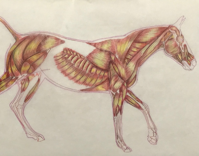 Estudio, anatomía de un caballo