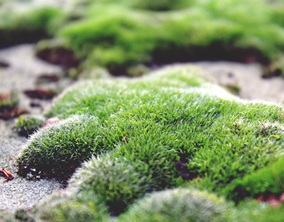 Types of Preserved Moss Ideal for Walls
