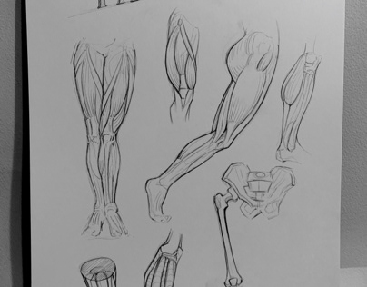 Anatomy sketches