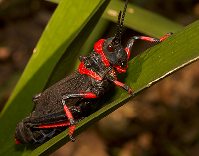 Female Black and red Grasshopper
