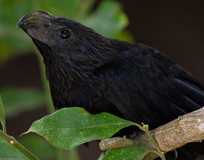 Black Bird Close Up