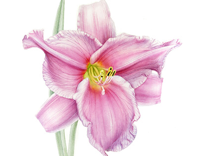 Daylily Botanical illustration in watercolour 30x40cm