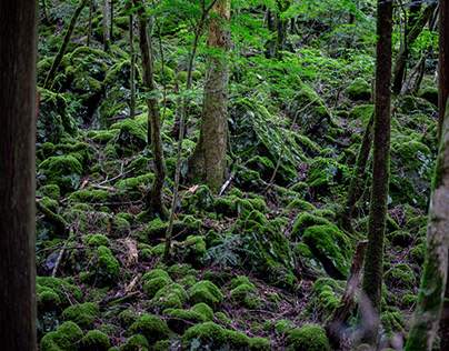 Moss Forest No.2