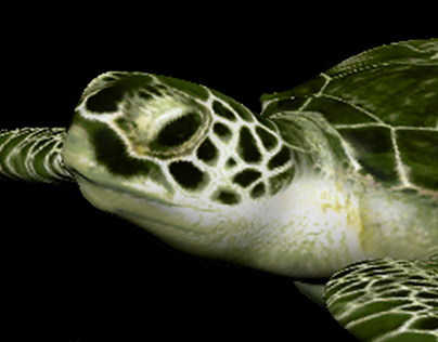 Green Sea Turtle | 3D Model