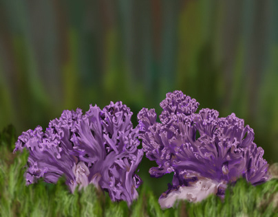 Purple Mushroom