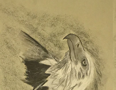 Graphite Eagle