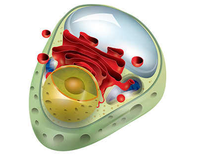 Cell Structure Illustration