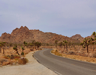 Going Wide in Joshua Tree National Park
