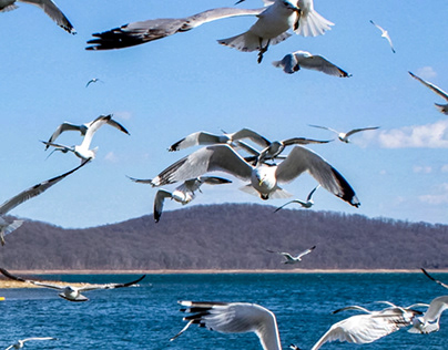 Gulls over the reservoir