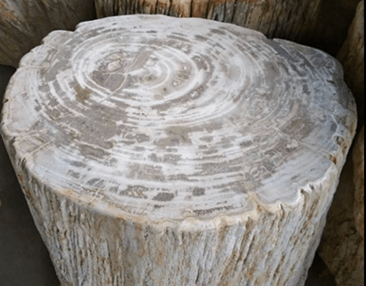 Petrified Wood Stump Mixed Side Tables