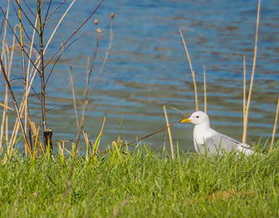 Seagull at the river