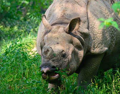 Save Rhino!
