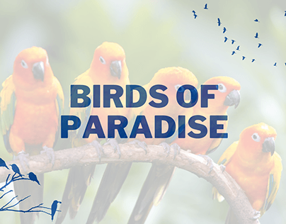 Project thumbnail - BIRDS OF PARADISE